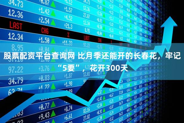 股票配资平台查询网 比月季还能开的长春花，牢记“5要”，花开300天